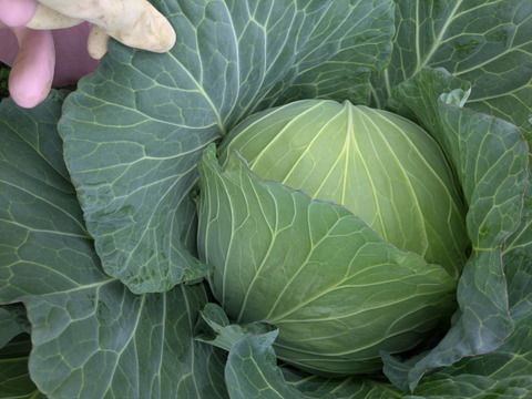 ❄☃️７品冬の野菜セット☃️❄