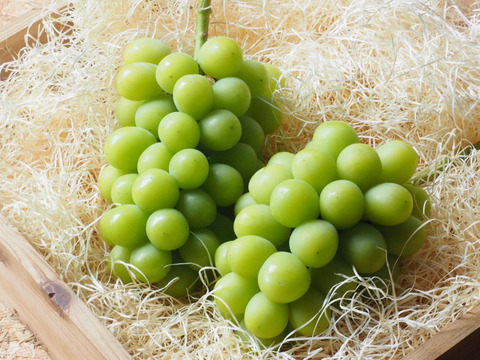 パリッと弾ける、甘さのごほうび！ご自宅用『岡山県産シャインマスカット』1.2kg