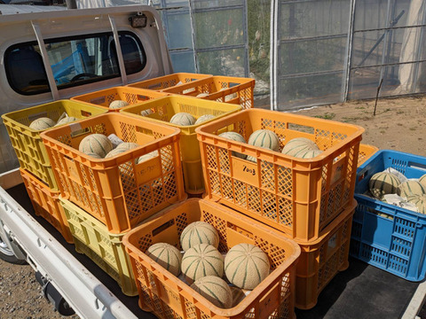 〜魅惑の甘さ〜マルセイユメロン🍈（3L〜4L1玉）
