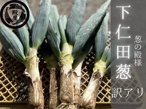 殿様も愛した「下仁田葱」訳アリ24本