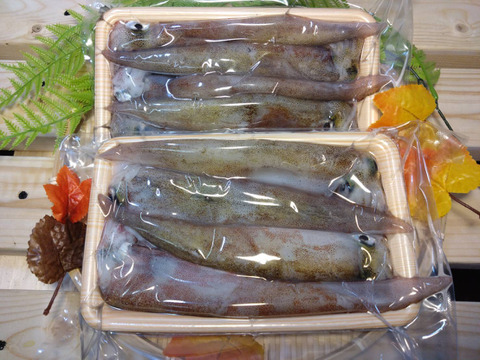 【墨袋除去済み】青森県産ヤリイカ500g×2｜真空冷凍・家庭用