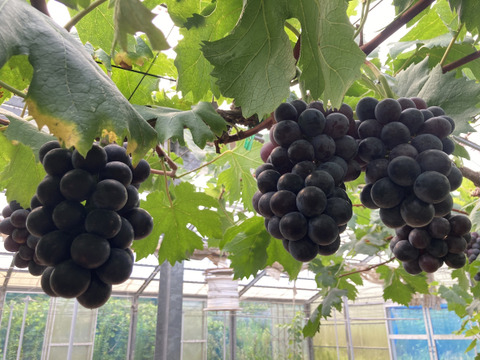 岡山県産
黒ぶどうのサラブレッド！
【ブラックビート】
家庭用約1kg〜以上（2〜3房）