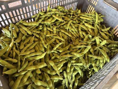 新潟県産 枝豆 早生品種 1.2kg