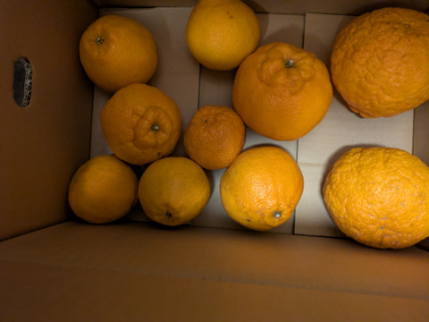 【商品情報確認必須】ガキデコ10キロ