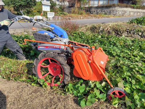 【訳あり品】「べにはるか10kg」（小～中サイズ、自然栽培：栽培期間中農薬・肥料不使用）