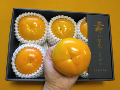 甘柿『 太秋柿 』甘くて美味しい　小箱サイズ３Ｌ・６個・１.６kg以上化粧箱入り