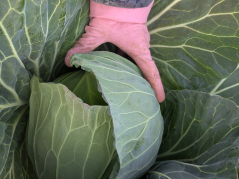 甘いキャベツとくみつ　寒玉２玉