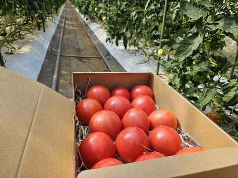 おいしさと環境配慮のハーモニ―『The夏秋とまと』(夏/赤-ピンク/A品/2.5キロ前後)