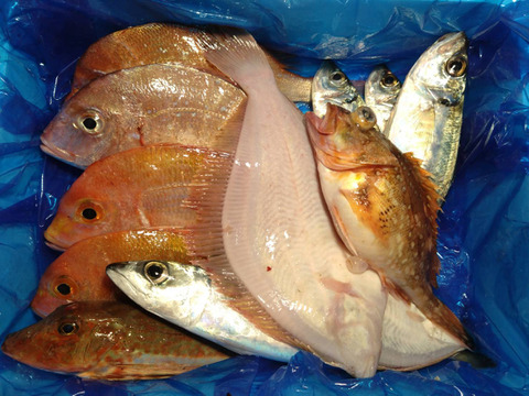 箱いっぱい！深浦の天然鮮魚セット（80サイズ）