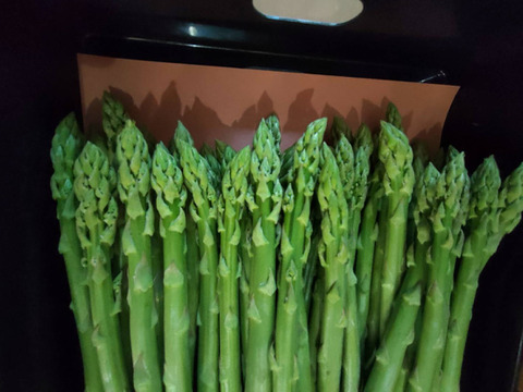 【峯村農園直送】朝採れ新鮮！春アスパラ、訳ありＢ級品約1.2㎏(M～2Lサイズ）