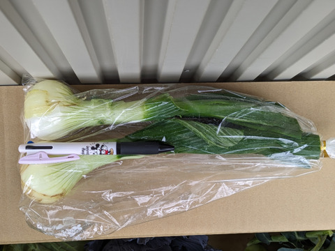 ともちゃん厳選！春の野菜セット