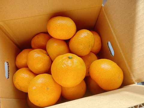 甘さと酸味が丁度いい！濃厚興津早生みかん3kg　ご家庭用（2S～2L：約25個）