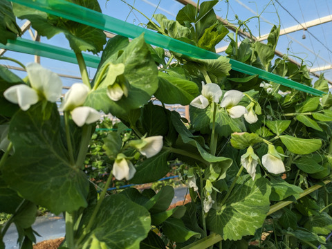 シャキシャキ甘い！沖永良部島産スナップエンドウA品　１キロ