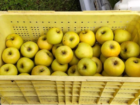 【収穫翌日発送】シナノゴールド　家庭用　約5キロ【葉とらず】JA基準より60％減の低農薬栽培