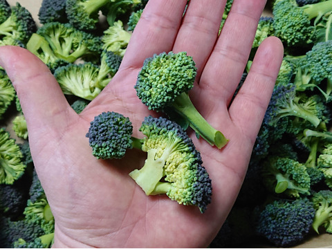 時短！お得！規格外カットブロッコリー １キロ 高知県産