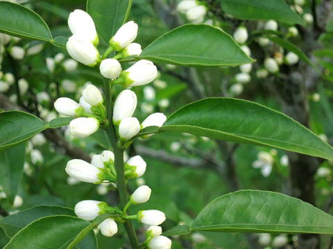 【幻の果実】完熟じゃばら２ｋｇ ご家庭用 農薬不使用 自然栽培 愛媛県産