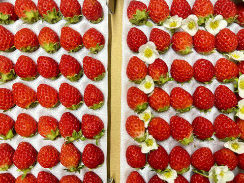 子どもが喜ぶ夏イチゴ☆農園おすすめの超小粒☆(2025年 夏秋お届け)