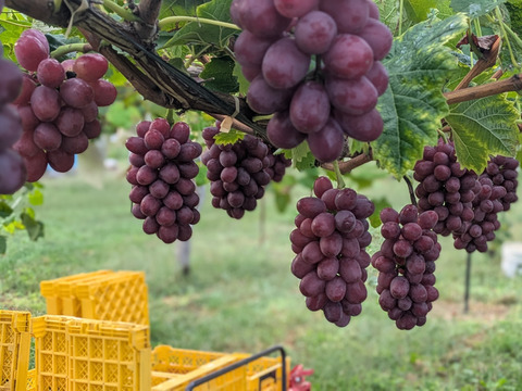 果実の女王、ルビーの輝き【プレミアムギフト】クイーンルージュ®約500g×3房　合計約1.5kg　※長野県認証/農薬節減栽培（信州の環境にやさしい農産物認証）【冬ギフト】