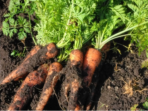 3kg🥕皮まで美味しいニンジン🥕今が旬！🥕《農薬・化学肥料不使用》