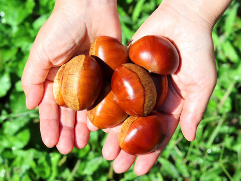 【樹上完熟】四万十和栗１ｋｇ ４Ｌサイズ以上  農薬不使用 自然栽培 四万十産