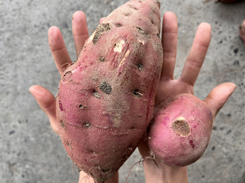 訳アリ！紅はるか土付き5㎏～