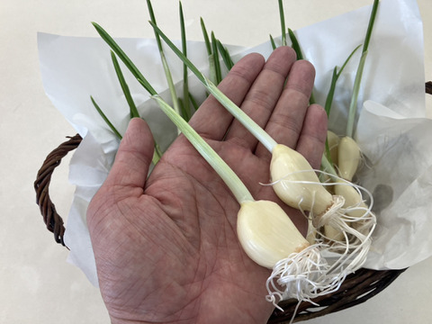 スプラウトにんにく50ｇ×3袋（50ｇ＝約6個）※発芽にんにく/スプラウトニンニク