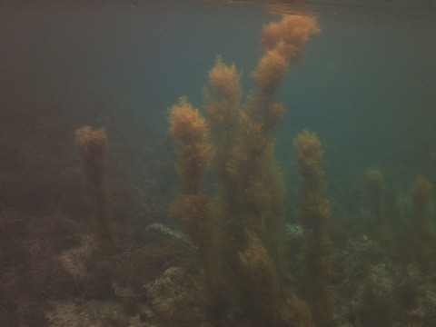 【採れたて！天然！】無加工 アカモク(生) 1kg