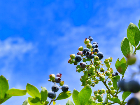 【樹上完熟】南国土佐 完熟生ブルーベリー１ｋｇ 農薬不使用 自然栽培 四万十産