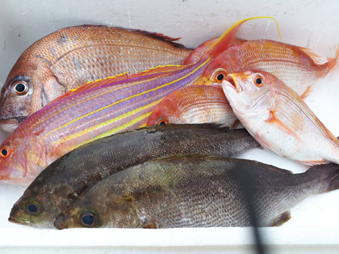 荒波に耐えた!天然糸島漁師に魚おまかせセット!(旬の魚)