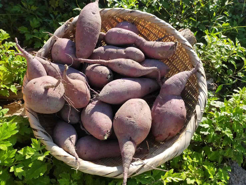 さつまいも（紅あずま）5㎏　もちろんヤギまっしぐら！