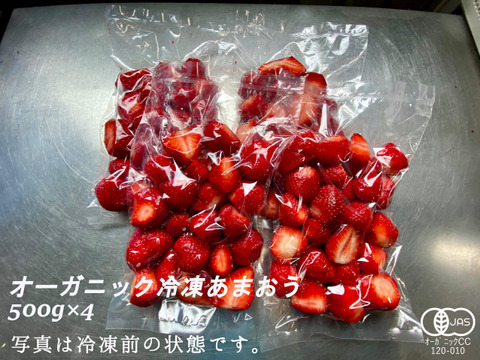 完熟！オーガニック冷凍あまおう 2kg(500g×4)