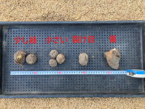 【訳アリ】【自然栽培】　里芋（土垂）５kg　農薬不使用・無肥料栽培　¥600/kg　【令和６年・岐阜県産】