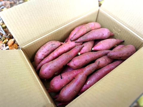 紅はるか🍠Sサイズ　4.5ｋｇ　茨城県産　新芋　【大豊作セール中‼】