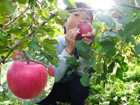 【色も味も濃い！】シナノホッペ　家庭用3キロ　小玉　JA基準より60％減の低農薬栽培