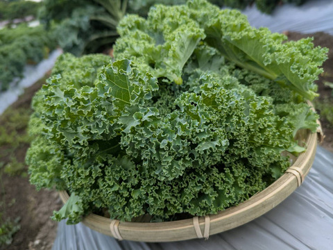 寒暖差で甘い！生ケール「山麓ケール] 200g×5p