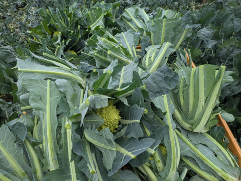 ❄☃️７品冬の野菜セット☃️❄