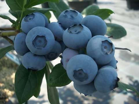 【大特価セール】訳あり ブルーベリー500g【乳酸菌農法】