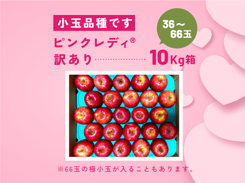 🎊発送中🎊【ヒルナンデスでました！】ピンクレディー®︎ 10キロ訳あり品 加工用にご利用ください！長野県 信州 安曇野 リンゴ 幻 幻のリンゴ 予約 希少 旬 ID62476