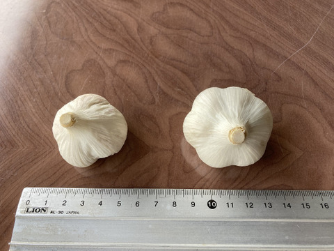 【農薬・化学肥料不使用】　にんにく２ｋｇ　Ｍサイズ（300円／100ｇ）令和６年岐阜県産