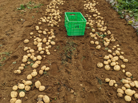 【初出品 ご注文6/24まで】(男爵)ホクホク白肌 三方原馬鈴薯 5kg