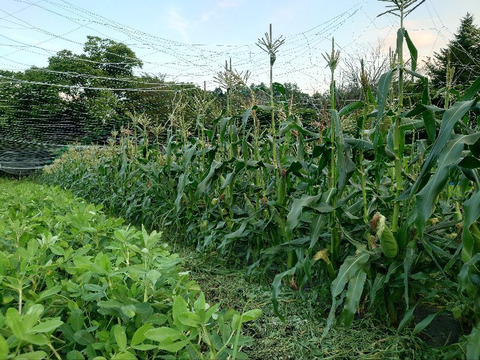 【めぐみ86】第2弾！甘〜いトウモロコシ　(約1.8kg、5本前後)