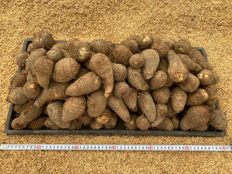 【自然栽培】　里芋（土垂）１０kg　農薬不使用・無肥料栽培　S～3Lサイズ　¥700/kg　【岐阜県産】