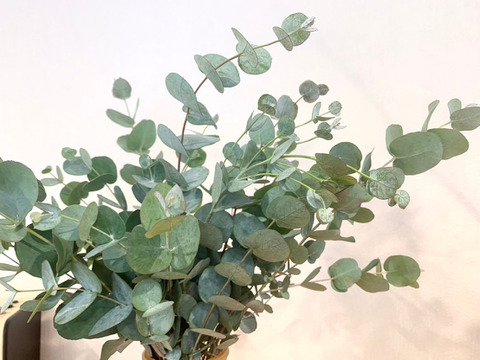 【フレッシュ産地直送！】ユーカリ　10本（30〜50cm）