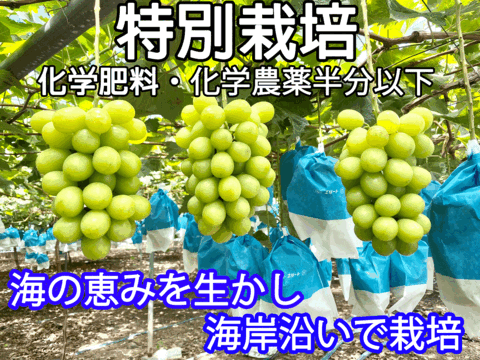 海岸育ち！完熟！種無しシャインマスカット　    3Ｋ　結束　以上  九州　熊本　特別栽培