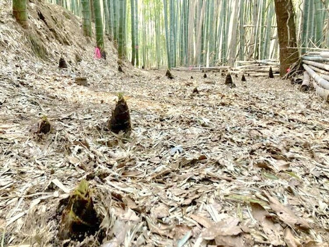 自然栽培たけのこ２kg