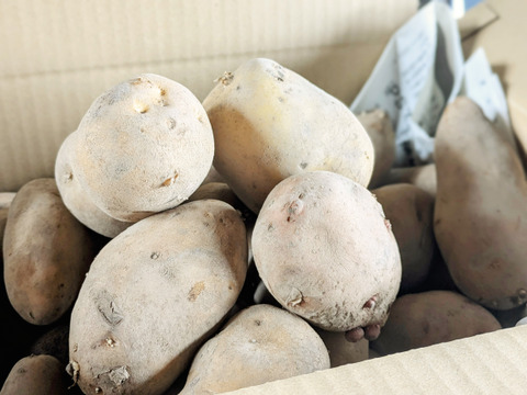 【北海道産】雪の下越冬じゃがいも【ぐっすりいも】