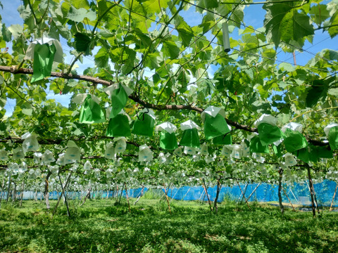 爽やかな甘みと香り　シャインマスカット　家庭用（規格外）800g（２～４房）