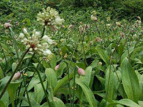 ！出荷中！行者ニンニクの花 1kg　花からも行者ニンニクの香り　幻の山菜 天ぷらやサラダの彩りにどうぞ