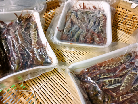 山形県庄内沖　ガサエビ　２５０ｇ×２