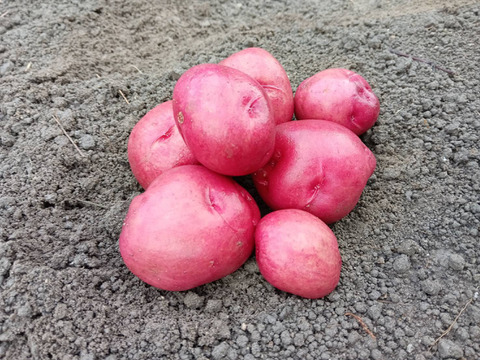 『自然栽培新じゃがいも　アンデスレッド』【農薬完全不使用 完全無肥料栽培 】！淡路島産〙60サイズ！！【2キロ】自然農法